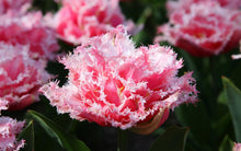 Load image into Gallery viewer, Tulip "Queensland" bulbs - Terrace Garden France
