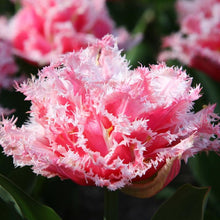 Load image into Gallery viewer, Tulip "Queensland" bulbs - Terrace Garden France

