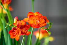 Load image into Gallery viewer, Freesia Double Orange bulbs/corms - Terrace Garden France
