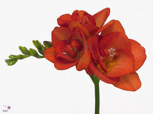 Charger l'image dans la galerie, Freesia Mandarine® Double Red-orange bulbs/corms - Terrace Garden France
