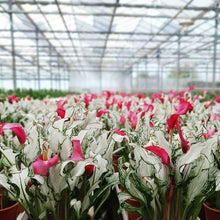 Load image into Gallery viewer, Calla Lily "Frozen Queen" - Terrace Garden France
