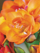Load image into Gallery viewer, Freesia Double Orange bulbs/corms - Terrace Garden France
