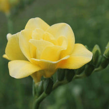 Load image into Gallery viewer, Freesia Grandeur® Double bulbs/corms - Terrace Garden France
