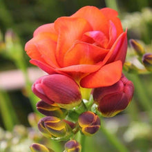 Charger l'image dans la galerie, Freesia Mandarine® Double Red-orange bulbs/corms - Terrace Garden France
