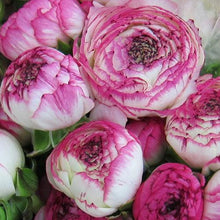 Charger l'image dans la galerie, Ranunculus "Picotee Pink" - Terrace Garden France
