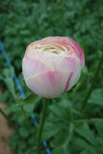 Charger l'image dans la galerie, Ranunculus Romance Hydra - Terrace Garden France
