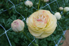 Charger l'image dans la galerie, Ranunculus Romance Hydra - Terrace Garden France
