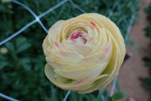 Charger l'image dans la galerie, Ranunculus Romance Hydra - Terrace Garden France
