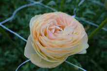 Charger l'image dans la galerie, Ranunculus Romance Hydra - Terrace Garden France
