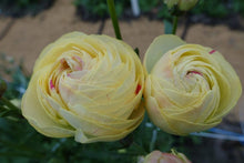 Charger l'image dans la galerie, Ranunculus Romance Hydra - Terrace Garden France
