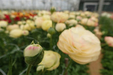 Charger l'image dans la galerie, Ranunculus Romance Hydra - Terrace Garden France
