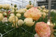 Charger l'image dans la galerie, Ranunculus Romance Hydra - Terrace Garden France
