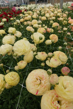 Charger l'image dans la galerie, Ranunculus Romance Hydra - Terrace Garden France
