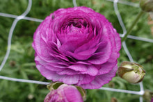 Load image into Gallery viewer, Ranunculus Romance Loubeyres - Terrace Garden France
