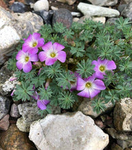 Charger l'image dans la galerie, Oxalis Adenophylla - Terrace Garden France
