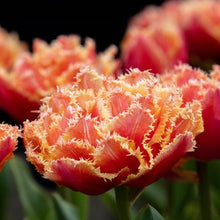 Charger l'image dans la galerie, Tulip "Brisbane" bulbs - Terrace Garden France
