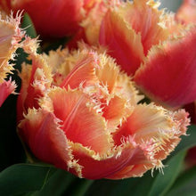 Charger l'image dans la galerie, Tulip "Brisbane" bulbs - Terrace Garden France
