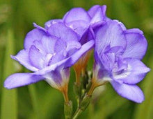 Charger l'image dans la galerie, Freesia Double Blue bulbs/corms - Terrace Garden France
