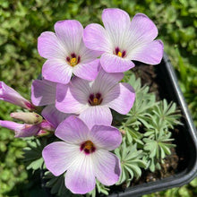 Charger l'image dans la galerie, Oxalis Adenophylla - Terrace Garden France
