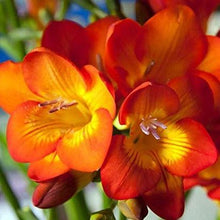 Load image into Gallery viewer, Freesia Double Orange bulbs/corms - Terrace Garden France
