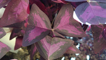 Load image into Gallery viewer, Oxalis Triangularis - Terrace Garden France
