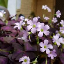 Load image into Gallery viewer, Oxalis Triangularis - Terrace Garden France
