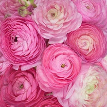 Load image into Gallery viewer, Ranunculus Tomer Pink - Terrace Garden France
