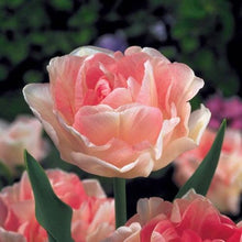Load image into Gallery viewer, Tulip Angelique - Terrace Garden France
