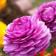 Charger l'image dans la galerie, Ranunculus Purple - Terrace Garden France

