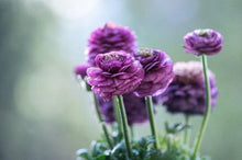 Charger l'image dans la galerie, Ranunculus Purple - Terrace Garden France
