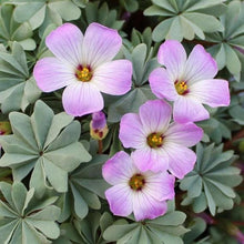 Charger l'image dans la galerie, Oxalis Adenophylla - Terrace Garden France
