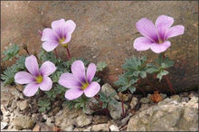 Charger l'image dans la galerie, Oxalis Adenophylla - Terrace Garden France
