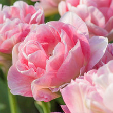 Load image into Gallery viewer, Tulip Angelique - Terrace Garden France
