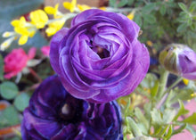 Charger l'image dans la galerie, Ranunculus Purple - Terrace Garden France

