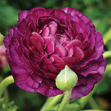 Charger l'image dans la galerie, Ranunculus Purple - Terrace Garden France

