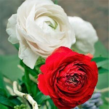 Charger l'image dans la galerie, Ranunculus "CandyCane" Mix - Terrace Garden France

