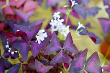 Load image into Gallery viewer, Oxalis Triangularis - Terrace Garden France
