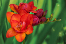 Load image into Gallery viewer, Freesia Double Red bulbs/corms - Terrace Garden France
