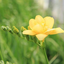 Charger l'image dans la galerie, Freesia Double Yellow bulbs/corms - Terrace Garden France
