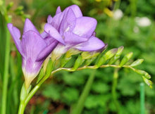 Load image into Gallery viewer, Freesia Double Purple bulbs/corms - Terrace Garden France

