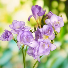 Load image into Gallery viewer, Freesia Double Purple bulbs/corms - Terrace Garden France
