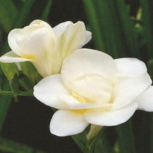 Charger l'image dans la galerie, Freesia Double White bulbs/corms - Terrace Garden France
