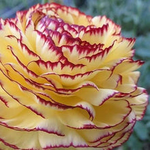 Load image into Gallery viewer, Ranunculus Asiaticus Elegance® 'Giallo Striato' - Terrace Garden France
