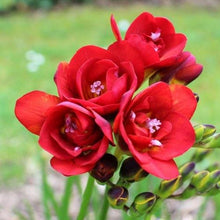 Load image into Gallery viewer, Freesia Double Red bulbs/corms - Terrace Garden France
