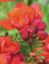 Load image into Gallery viewer, Freesia Double Red bulbs/corms - Terrace Garden France
