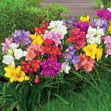Load image into Gallery viewer, Freesia Single Mix - Terrace Garden France
