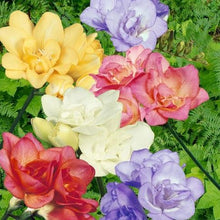 Load image into Gallery viewer, Freesia Double Mixed bulbs/corms - Terrace Garden France

