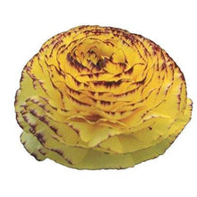 Load image into Gallery viewer, Ranunculus Asiaticus Elegance® 'Giallo Striato' - Terrace Garden France
