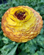 Load image into Gallery viewer, Ranunculus Asiaticus Elegance® 'Giallo Striato' - Terrace Garden France
