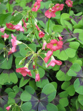 Load image into Gallery viewer, Oxalis Iron Cross - Terrace Garden France
